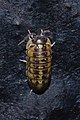 Armadillidium versicolor