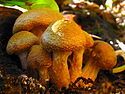 Young orangeish bulbous mushrooms are covered in shaggy, scale-like hairs