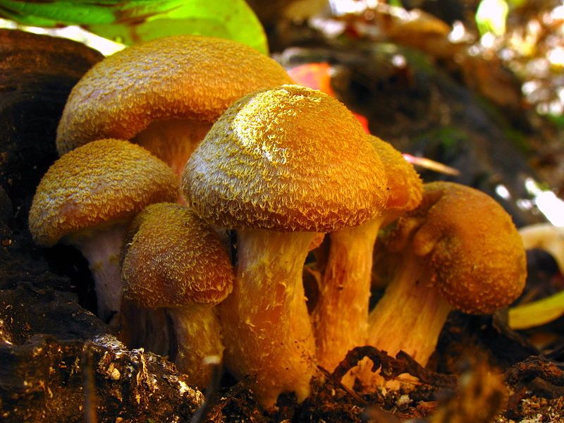 File:Armillaria gallica 26659.jpg