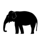 Asian elephant