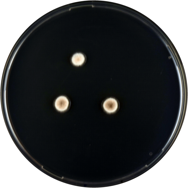 File:Aspergillus brunneus cya.png