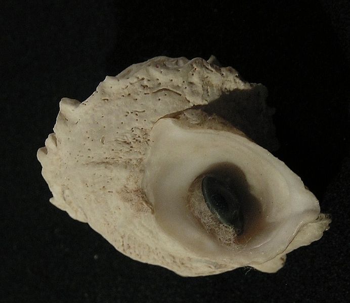 File:Astralium pileolum 001.jpg