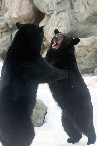 File:Bear Hug (5566221210).jpg