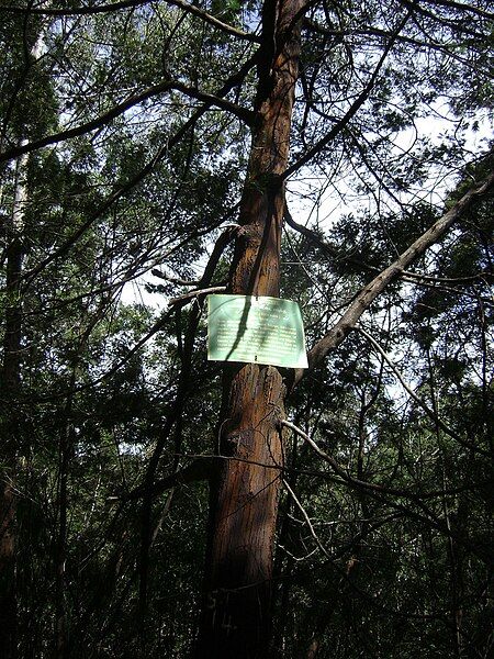 File:Black Wattle@Kodai.jpg