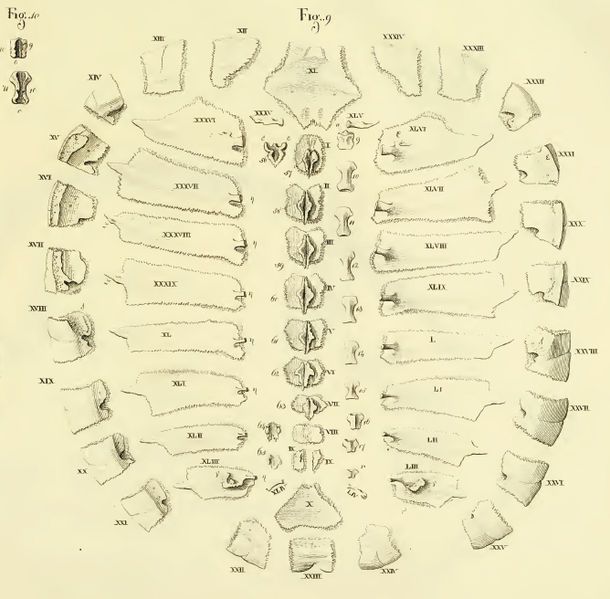 File:Bojanus fig9.jpg