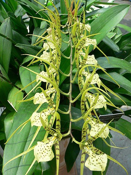 File:Brassia gireoudiana.jpg