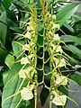 Brassia gireoudiana