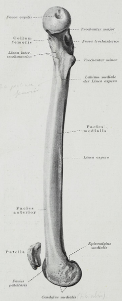 File:Braus 1921 276.png