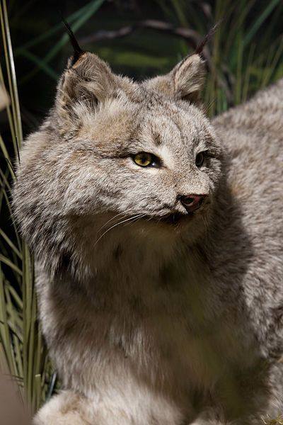 File:Canadian lynx.jpg