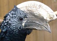 Male in profile