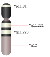 File:Chromosome Y.svg