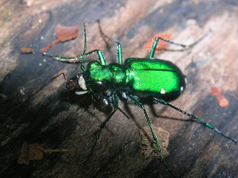 File:Cicindela sexguttata.JPG