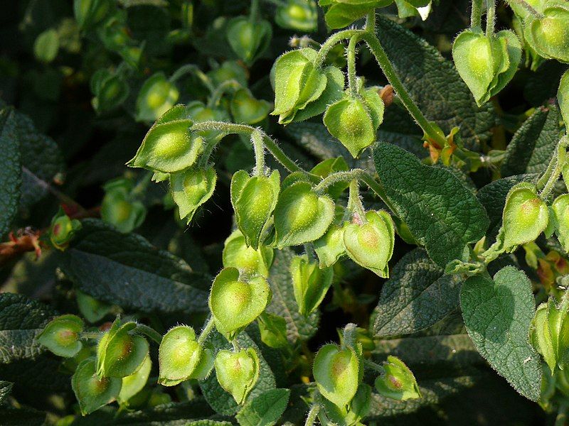 File:Cistusfruits.jpg