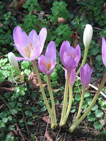 File:Colchicum speciosum000.jpg