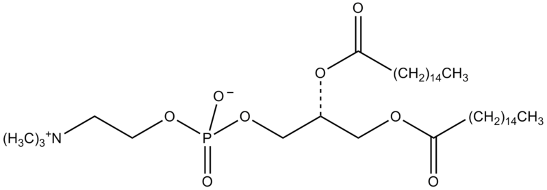 File:Colfosceril Palmitate.png