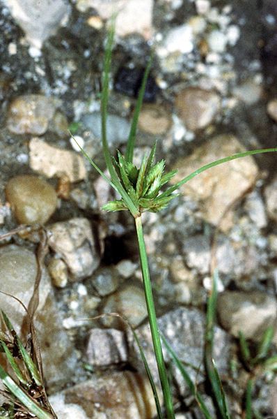 File:Cyperus compressus NRCS-1.jpg