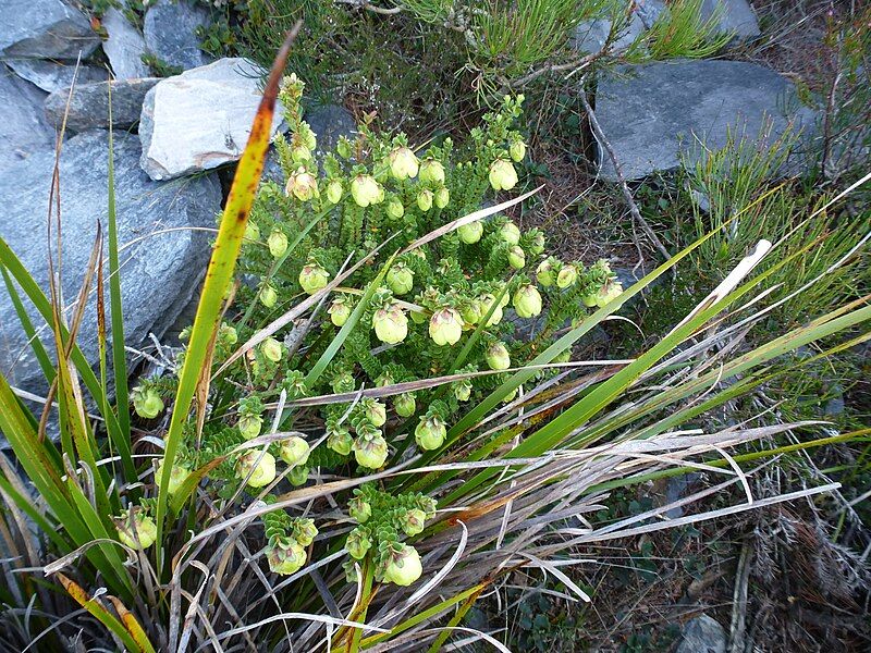 File:Darwinia collina 2.JPG