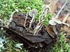 The mushroom Dendrocollybia racemosa photographed in Mount Tamalpais, Marin Co., California