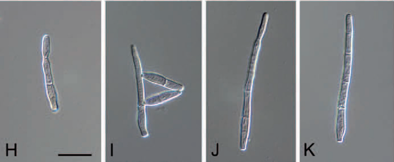 File:Devriesia strelitziicola H-K.png