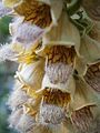 Digitalis ferruginea close-up