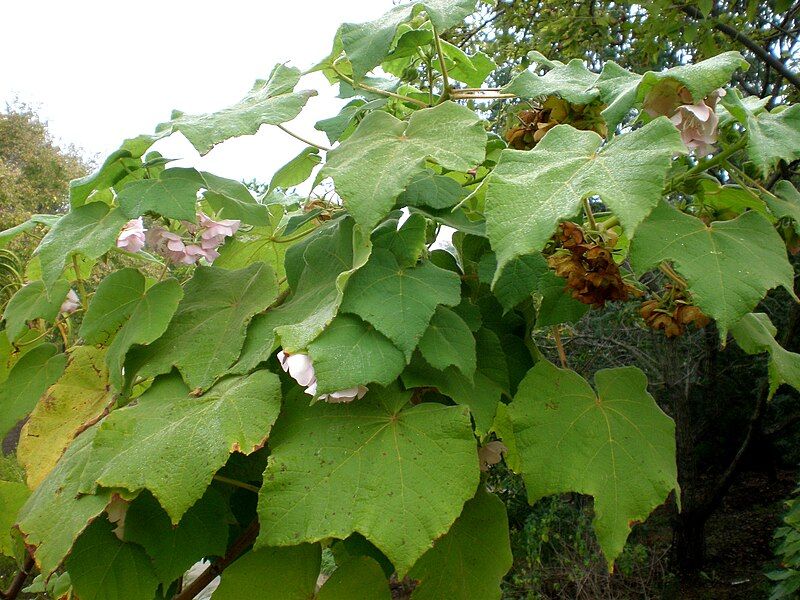 File:Dombeya burgessiae 2c.JPG