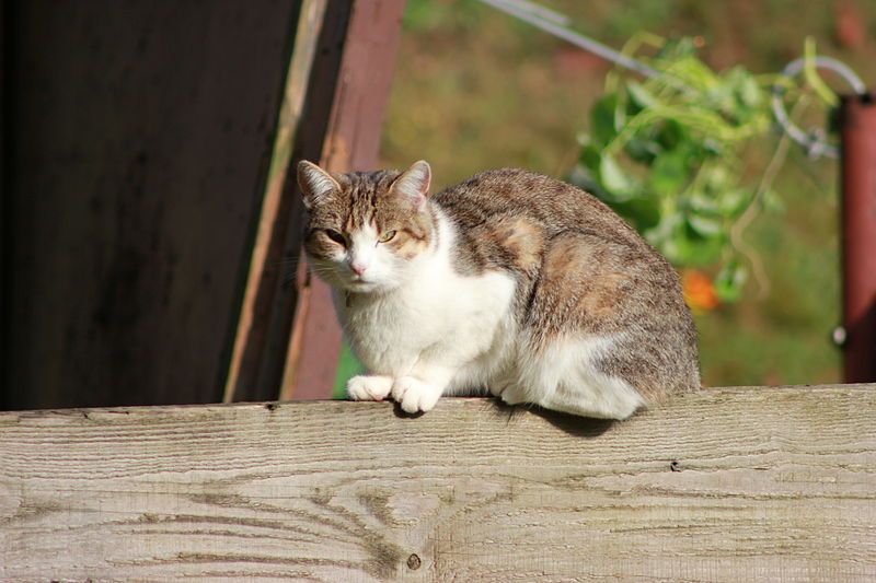 File:Domestic cat (Barras).JPG