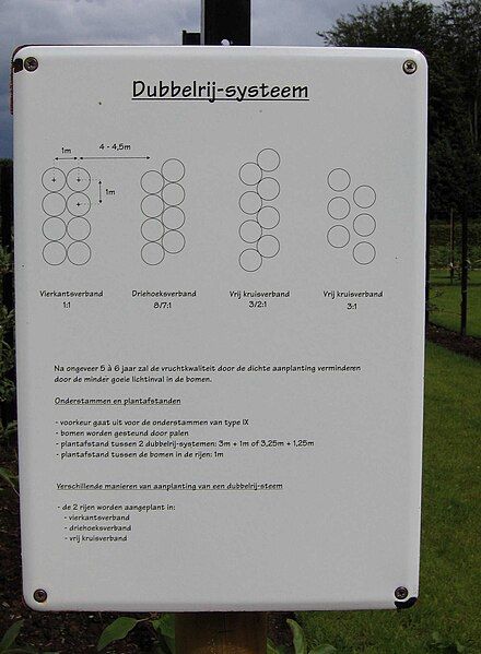 File:Dubblerow fruitttree system.JPG