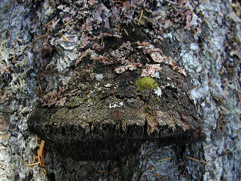 File:Echinodontium tinctorium.jpg