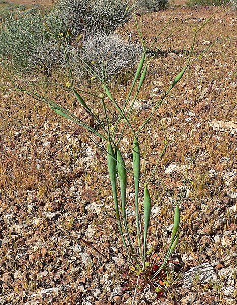 File:Eriogonum inflatum 2.jpg