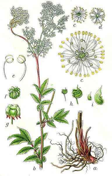 File:Filipendula ulmaria Sturm12.jpg