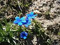 Gentiana brachyphylla