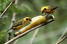 Two birds eating a banana.