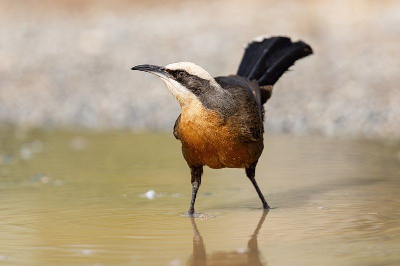 File:Grey-crowned Babbler0A2A1375.jpg