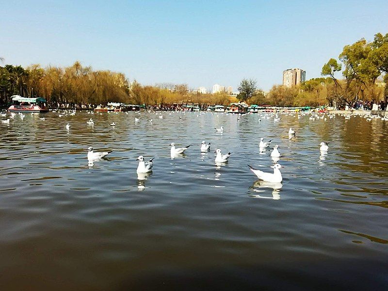 File:Gulls in Cuihu.jpg