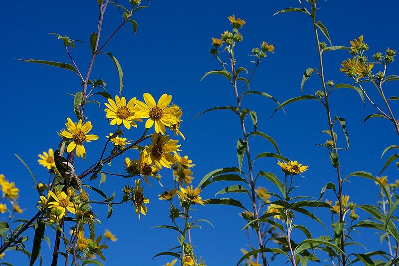 File:Helianthus grosseserratus 2.jpg