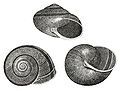 The helminthoglyptid snail, Helminthoglypta tudiculata from Binney, 1878.