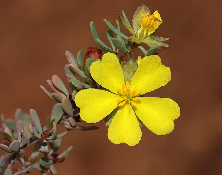 File:Hibbertia glomerata.jpg