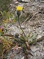 Hieracium alpinum