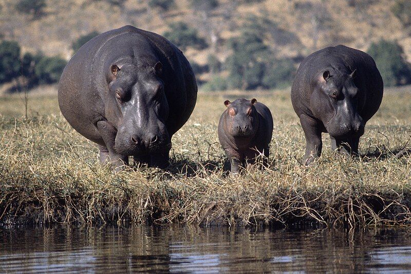 File:Hippo family-01.JPG