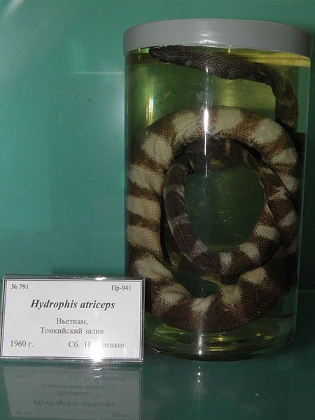 File:Hydrophis atriceps.JPG