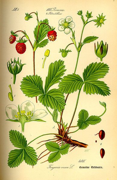 File:Illustration Fragaria vesca0.jpg