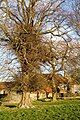 Tree with ingrowing twigs