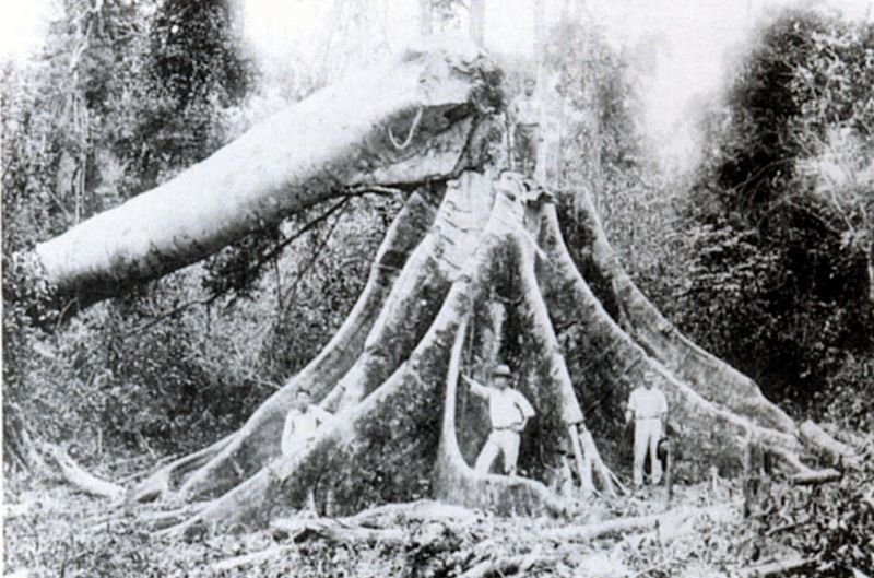 File:Japanese Immigrants logging.jpg