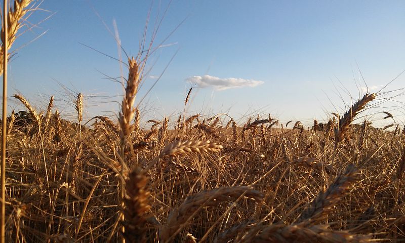 File:Just wheat..jpg