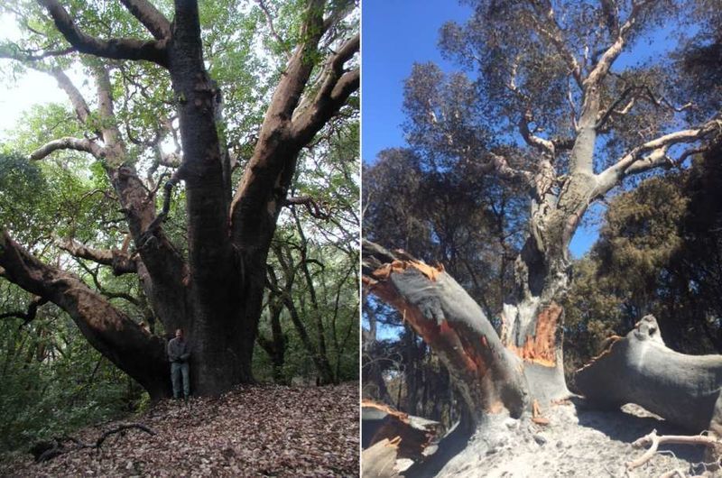 File:Largest madrone burned.jpg