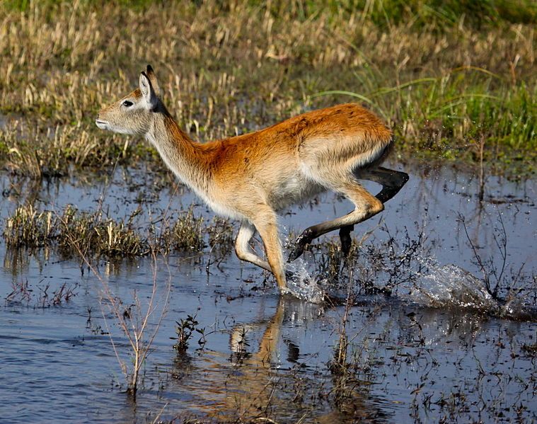 File:Leaping Lechwe.jpg