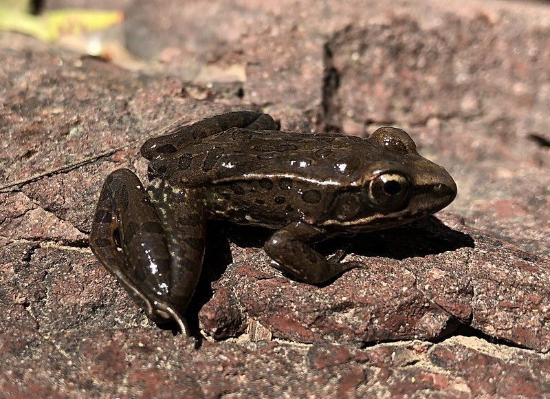 File:Lithobates neovolcanicus.jpg