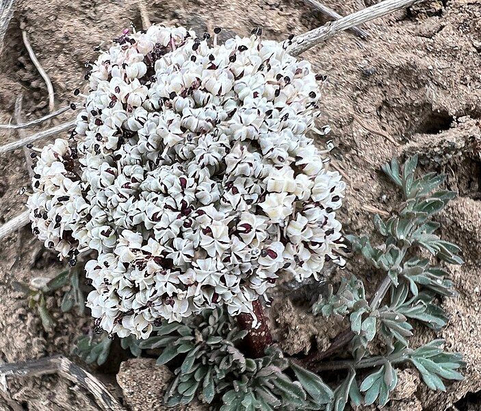 File:Lomatium canbyi iNat-201927476.jpg