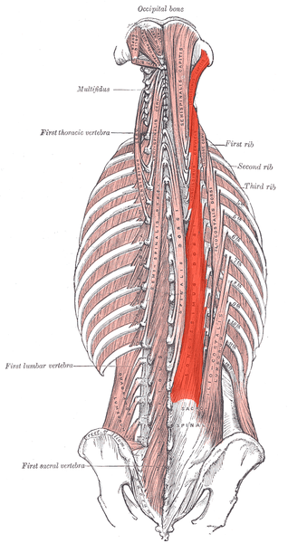 File:Longissimus.png