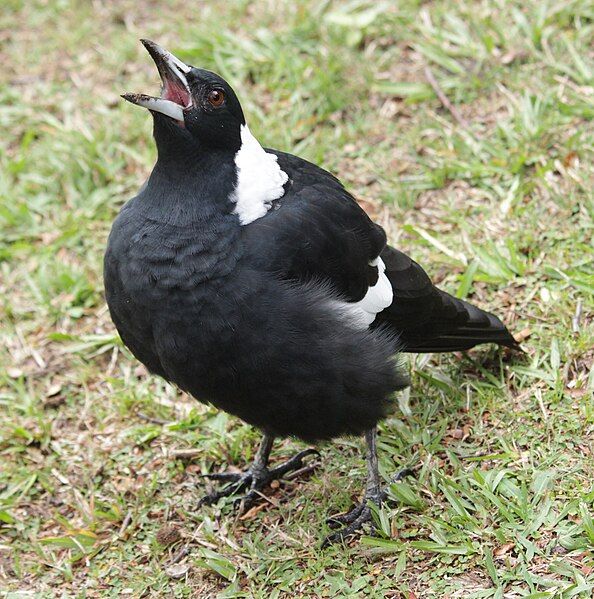 File:Magpie, aggressive.JPG